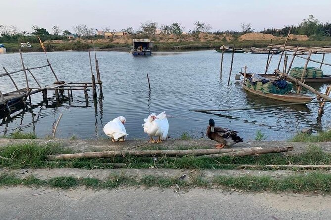 3 Hours Hoi An Countryside Motorbike Tour - Guide quality and the value of local explanation