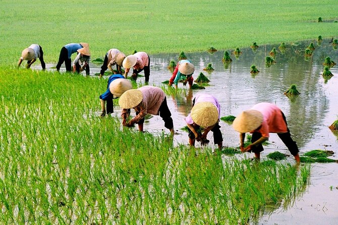 3 Hours Hoi An Countryside Motorbike Tour - Tra Que Vegetable Village and Hoi An’s kitchen garden