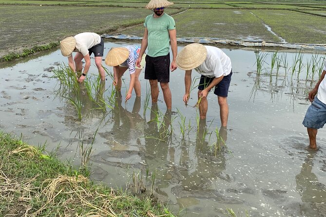 5-Hour Discovery Countryside by Cycling, Buffalo and Basket Boat - Getting your hands dirty in a rice field