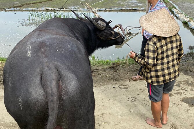 5-Hour Discovery Countryside by Cycling, Buffalo and Basket Boat - Learning to handle a bamboo basket boat