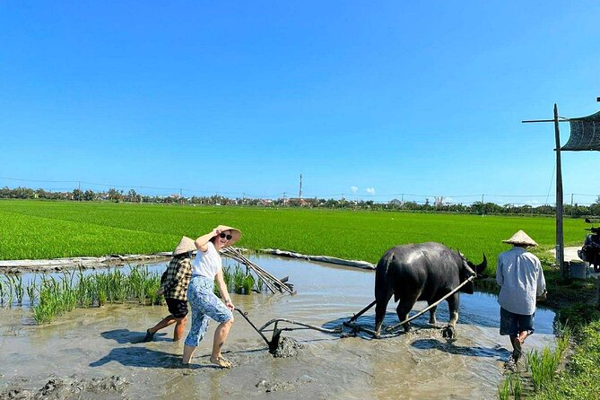 Authentic Hoi An: Explore Countryside with Locals - Meeting a Water Buffalo in the Rice Country