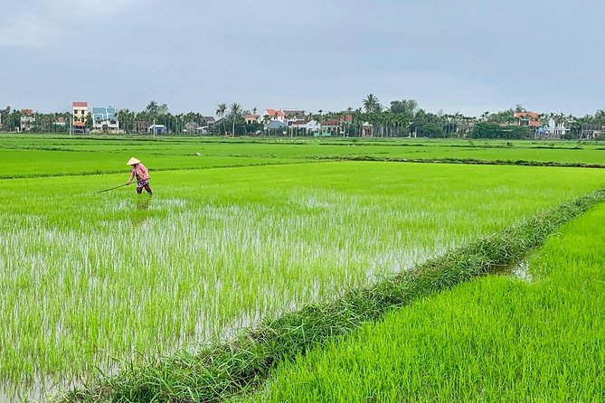 Buffalo Riding, Basket Boat Tour And Cooking Class - Cooking four Vietnamese dishes