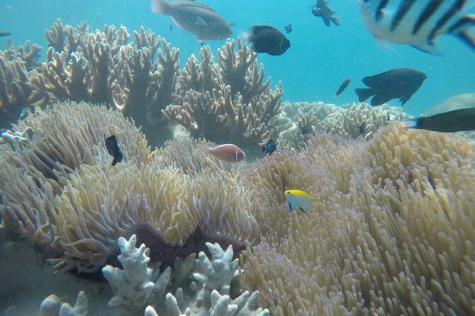Cham Island Exploration Tour and Swimming with Local Guide - Key points to know before booking