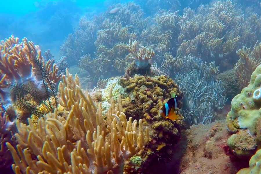 Cham Island: Snorkeling Tour - The practical verdict