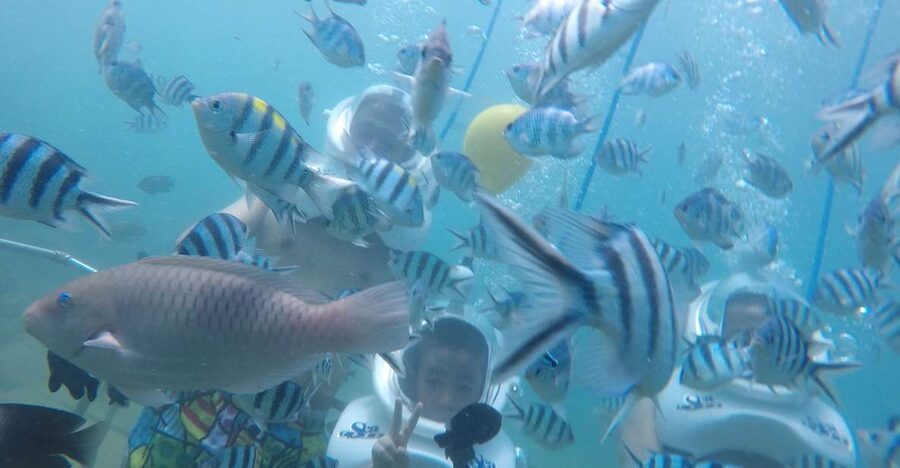 Cham Island: Underwater Walking & Snorkeling Tour - Key points to know before booking