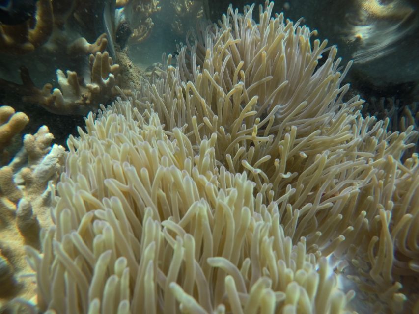 Cham Island: Underwater Walking & Snorkeling Tour - Should you book the Cham Island underwater walk?
