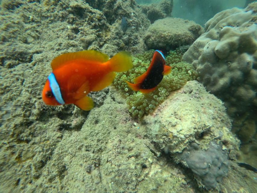 Cham Island: Underwater Walking & Snorkeling Tour - The environmental picture is not perfect