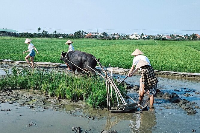 Cycling, Buffalo, Basket Boat ride in Hoi An - Food and what the $39 price covers