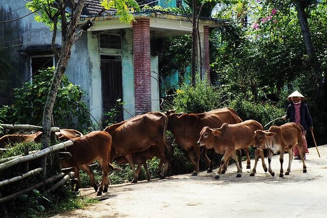 Discover The Hidden Charm Of Hoi An’s Countryside On A Bike Tour - Cam Kim Island and the road beyond the center