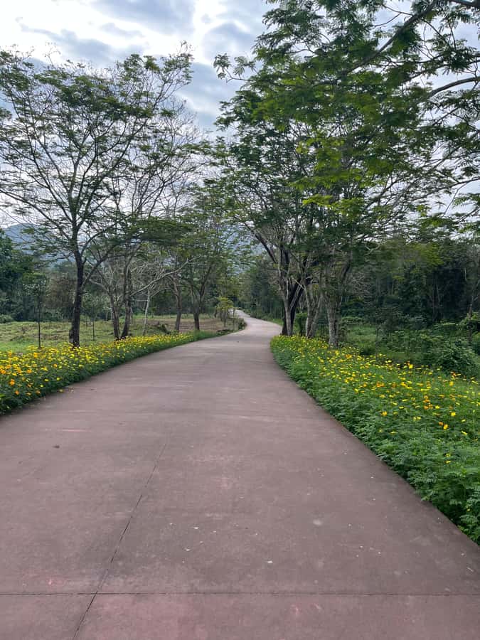 Early My Son tour/transfer to avoid crowd and the heat - The one-hour drive from Hoi An or Da Nang