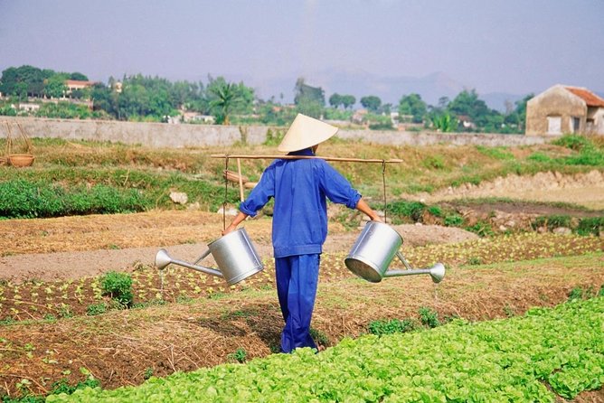 Farming & Cooking Class in Hoi An - Small Group Tour - From Hoi An Market to Tra Que’s Vegetable Beds