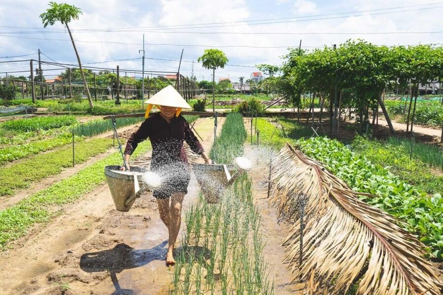 Hoi An: Authentic Cooking class in organic Herb Village - Key Points to Know
