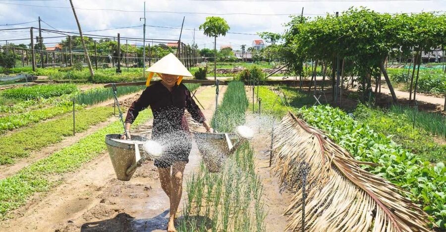 Hoi An: Authentic Cooking class in organic Herb Village - Cycling Through Rice Fields to Tra Que