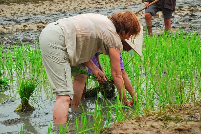 Hoi An Countrylife Tour Experience & Vietnamese Set Menu - Is $45 a Fair Price?