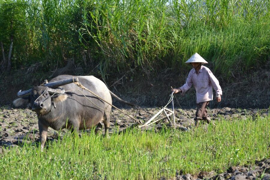 Hoi An Countryside Bicycle Tour : 25 Km Real Vietnam - Craft workshops with a local focus