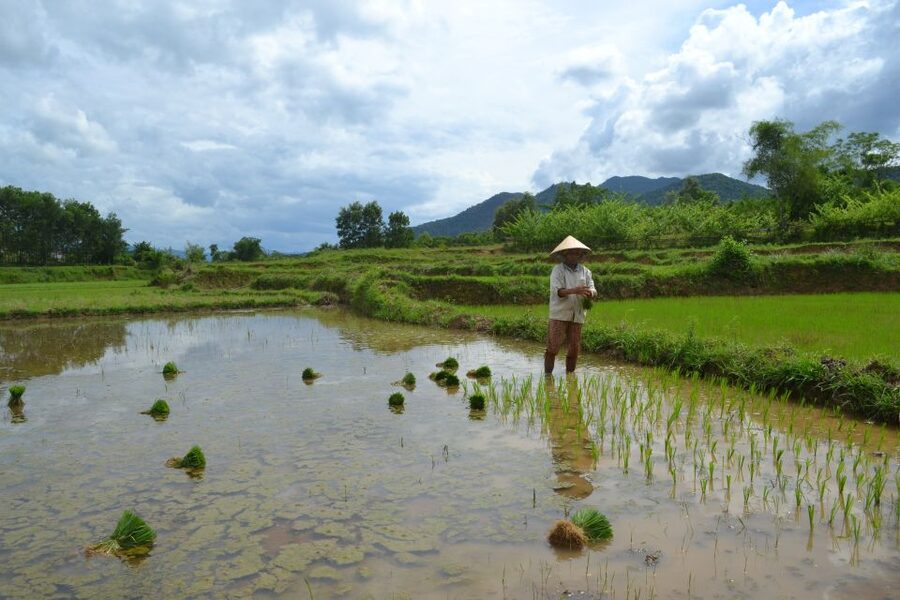 Hoi An Countryside Bicycle Tour : 25 Km Real Vietnam - Rice paddies and the small details of farm life