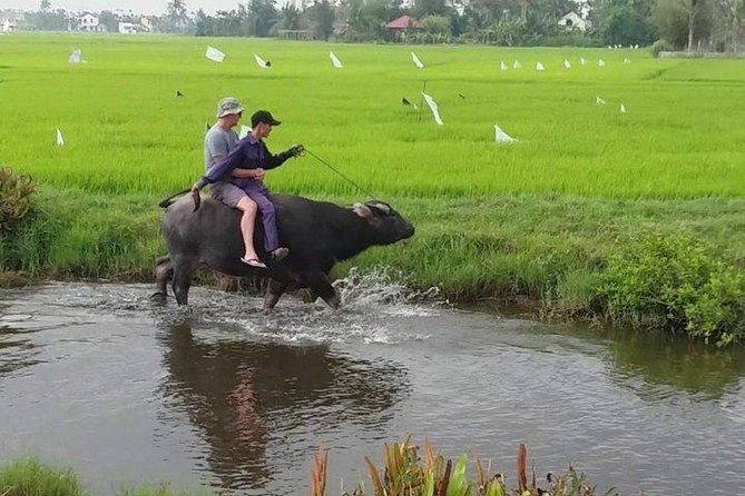 Hoi An Countryside - Buffalo Riding - Basket Boat Rowing - Meeting farmers and trying buffalo riding