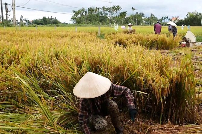 Hoi An Countryside By Bike - Rice wine and local food stops