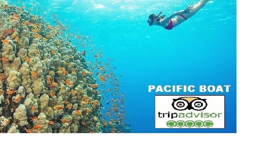 Hoi An/Da Nang: Snorkelling & Island-Hopping Speedboat Tour - First stop at Dai Island: soft coral and colorful fish