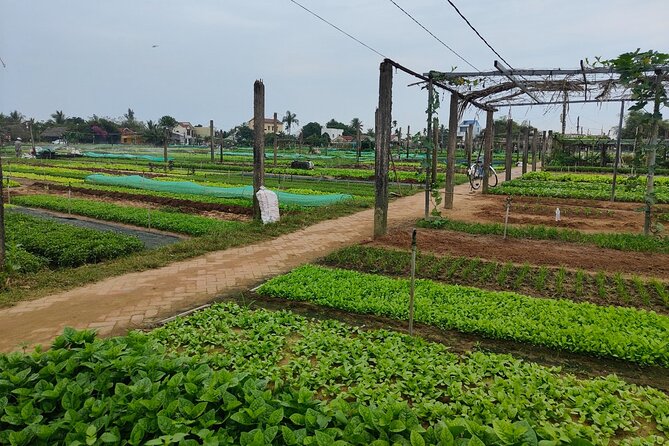 Hoi An Half-Day Bicycle Tour: Visit Herb Village, Row Basket Boat - Riding village lanes toward Cam Thanh