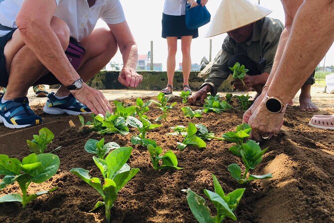 Hoi An Local Market and Vegetable Village Cooking Class - Tra Que Vegetable Village and the farming connection