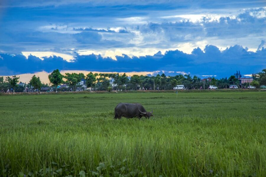 Hoi An: Private Evening Food Tour by Bike - Making sense of Hoi An’s cao lau