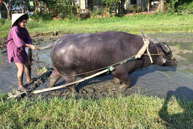 Hoi An Rice Farm Tour and Buffalo Riding with Local Home Meal - What the $60 Price Covers