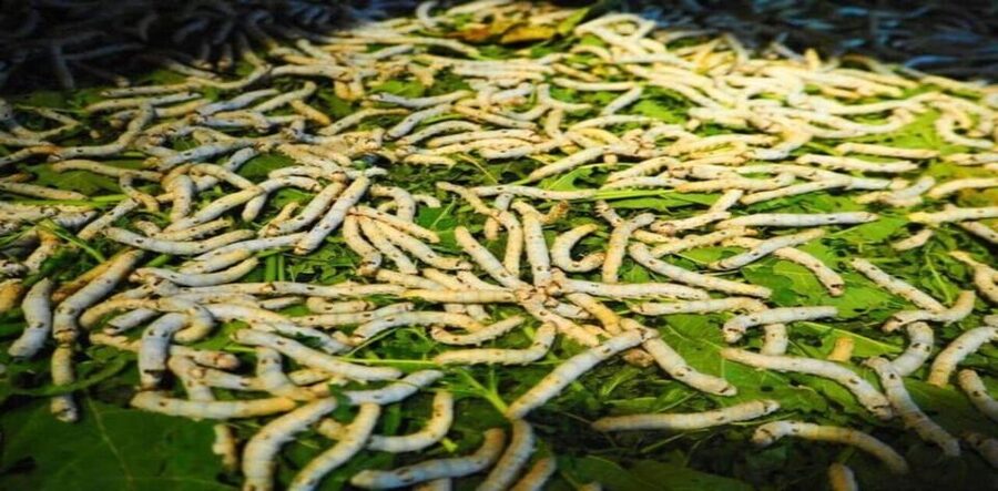 Hoi An: Silk Process, Lantern Making Workshop & Local Food - Is $22 a fair price?
