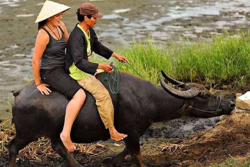 Hoi An Wet Rice Farming Tour-Basket Boat Tour Fishing-Lunch - A short buffalo ride beside the fields