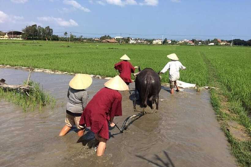 Hoi An Wet Rice Farming Tour-Basket Boat Tour Fishing-Lunch - Pickup, meeting point, and group size