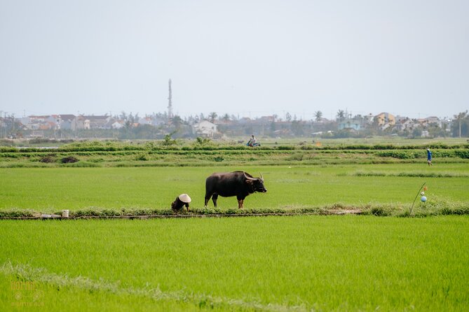 HoiAnGO Experience Local Life: Countryside by Electric Car - The view from Cua Dai Bridge