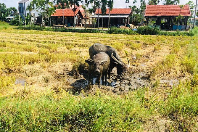 Riding Water Buffalo and Basket Boat Hoi An Private Bike Tour - Why the private format matters