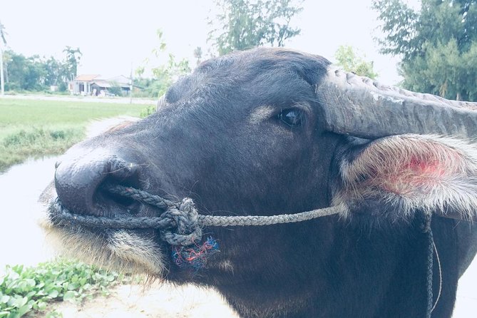 Riding Water Buffalo and Basket Boat Hoi An Private Bike Tour - Cam Chau and the working countryside