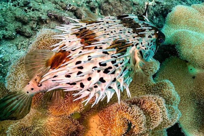 Scuba Diving Tour in Cham Island for certified divers or Beginners - Who will get the most from this tour