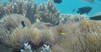 Snorkeling Cham Island: Snorkeling Tour by Speed Boat