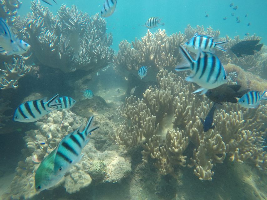 Snorkeling Cham Island: Snorkeling Tour by Speed Boat - Bai Chong Beach is the slow part of the day