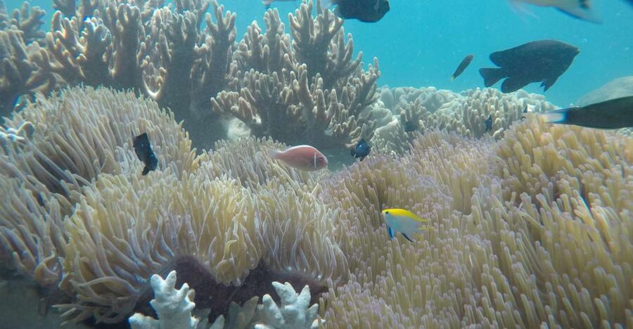 Snorkeling Cham Island: Snorkeling Tour by Speed Boat - Speeding across the water for the first snorkel